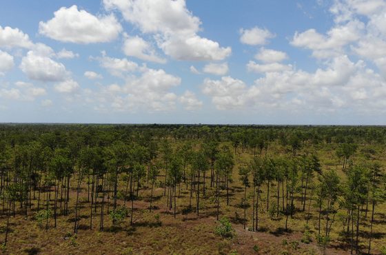 25 Acres of Pristine Savannah